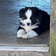 Tank is registered to the contest to win money with this photo: adorable, animal, black_and_white, calm, canine, concrete, cute, dog, fur, lying_down, mammal, outdoor, pet, portrait, puppy, quiet, resting, small, wood, young