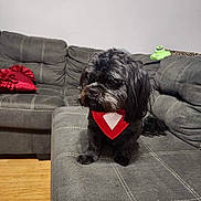 Blu joined the competition — help win amazing prizes! dog, black_dog, bandana, couch, living_room, pet, furniture, wooden_floor, red_pillow, decor, indoor, cute, small_dog, seated, companion_animal, fur, domestic_animal, cozy, home, resting