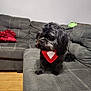 dog, black_dog, bandana, couch, living_room, pet, furniture, wooden_floor, red_pillow, decor, indoor, cute, small_dog, seated, companion_animal, fur, domestic_animal, cozy, home, resting