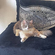 Stitch a rejoint le concours — aidez-le/la à gagner de superbes lots ! cat, fluffy_cat, pet, animal, indoor, cushion, decorative_pillow, black_cushion, relaxed, feline, fur, sitting, looking_at_camera, home_interior, wall, cozy, cute, domestic_animal, resting, calm