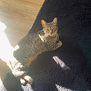 Chanel a rejoint le concours — aidez-le/la à gagner de superbes lots ! cat, tabby, pet, animal, indoor, sunlight, shadow, rug, floor, wood_floor, feline, cute, relaxed, looking, domestic_cat, whiskers, ears, green_eyes, resting, cozy