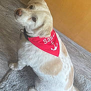 Sassy is registered to the contest to win money with this photo: alert, animal, bandana, canine, carpet, collar, companion, cute, dog, domestic, floor, friendly, fur, indoor, looking_back, pet, red, sitting, tan, white