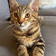 Lyla participe au concours pour gagner de l'argent avec cette photo : animal, cat, closeup, couch, cozy, curious, cute, domestic, ears, feline, fur, household, indoor, kitten, paws, pet, resting, tabby, whiskers, young