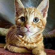 Fritz is registered to the contest to win money with this photo: animal, cat, closeup, curious, cute, domestic_cat, ears, eyes, feline, fur, indoor, kitten, orange_tabby, paw, pet, pink_nose, portrait, resting, whiskers, young