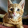 animal, cat, closeup, curious, cute, domestic_cat, ears, eyes, feline, fur, indoor, kitten, orange_tabby, paw, pet, pink_nose, portrait, resting, whiskers, young