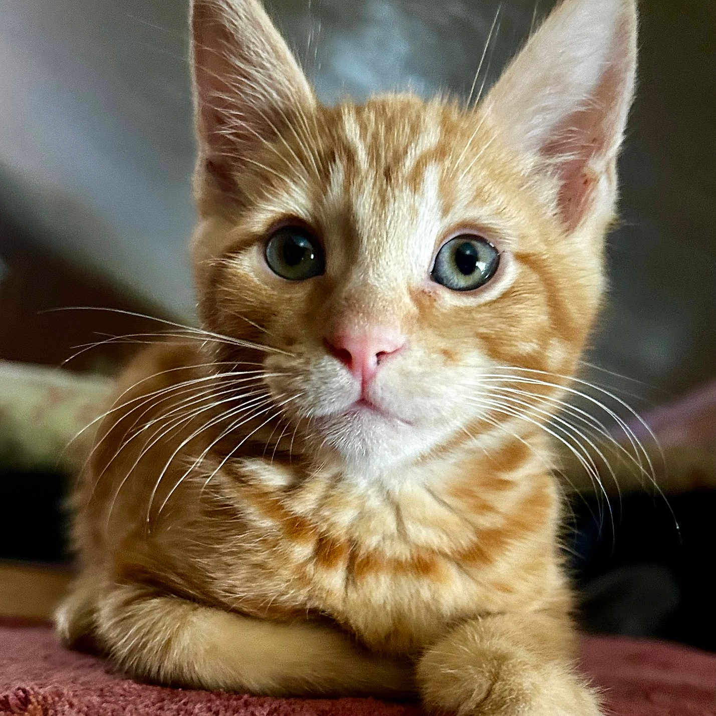 Fritz