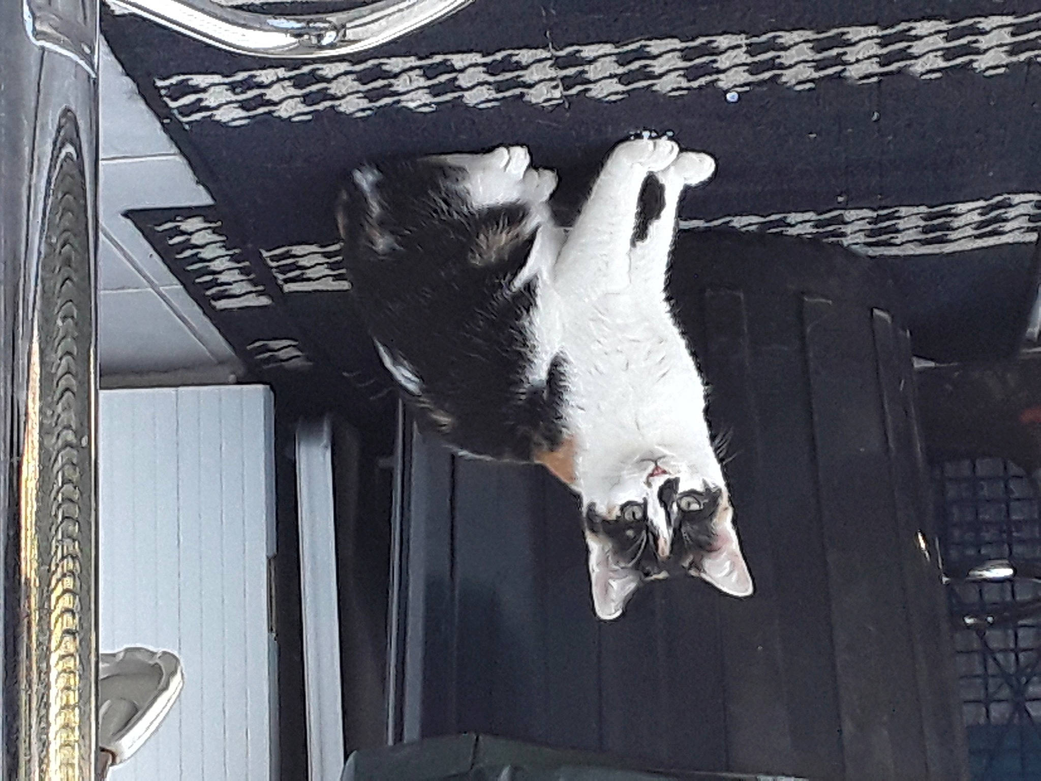 Gaya participe au concours pour gagner de l'argent avec cette photo : black_and_white, sporting_group, tail