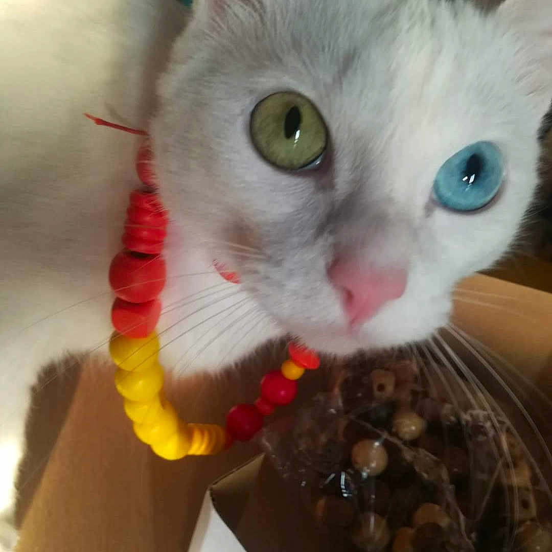 Bella