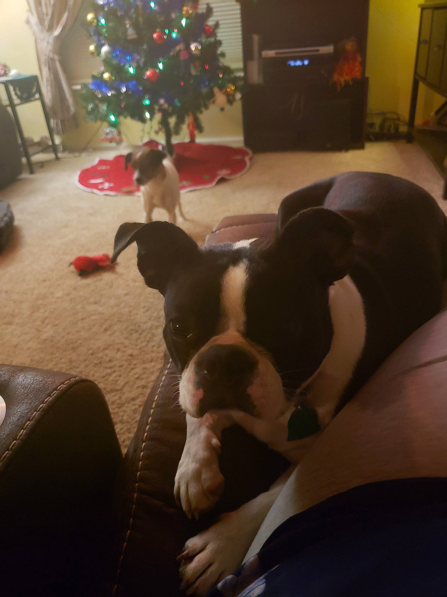 Olive is registered to the contest to win money with this photo: american_bulldog, american_pit_bull_terrier, american_staffordshire_terrier, boston_terrier, canidae, carnivore, christmas, companion_dog, dog, dog_breed, ear, fawn, mammal, non_sporting_group, pit_bull, puppy, puppy_love, snout, sporting_group, valley_bulldog