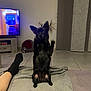 animal, architecture, building, canine, clothing, computerhardware, couch, dog, electronics, furniture, hardware, hosiery, indoors, interiordesign, monitor, pet, puppy, screen, sock, tv