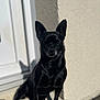 dog, black_dog, sitting, outdoor, sunlight, shadow, wall, door, pet, canine, animal, quiet, daytime, calm, relaxed, smooth_coat, small_dog, ears_up, close_eyes, peaceful