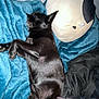 dog, sleeping, blanket, blue_blanket, black_dog, plush_toy, pillow, bedroom, cozy, resting, animal, pet, indoors, fur, cute, relaxing, comfort, snuggled, soft, napping