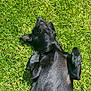 accessories, animal, ball, canine, chihuahua, dog, field, grass, grassland, hound, labradorretriever, lawn, nature, outdoors, pet, plant, puppy, sport, strap, tennis