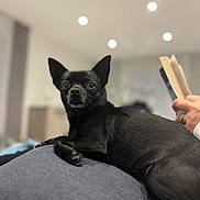 Poppy participe au concours pour gagner de l'argent avec cette photo : dog, black_dog, indoor, pet, animal, relaxed, cozy, book, reading, human_hand, gray_surface, short_hair, ears_up, looking_at_camera, domestic, companion, home, blurred_background, soft_lighting, resting