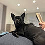 dog, black_dog, indoor, pet, animal, relaxed, cozy, book, reading, human_hand, gray_surface, short_hair, ears_up, looking_at_camera, domestic, companion, home, blurred_background, soft_lighting, resting