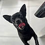 dog, black_dog, tongue_out, close_up, pet, animal, ears, floor, tile, playful, happy, cute, mouth, canine, domestic_animal, looking_up, indoor, fur, friendly, companion