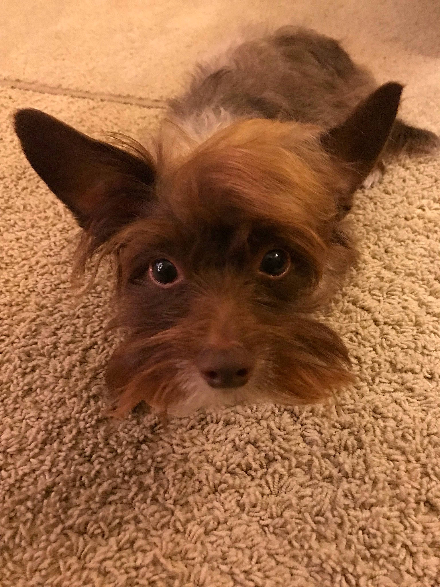 Zimba is registered to the contest to win money with this photo: cairn_terrier, canidae, carnivore, companion_dog, dog, dog_breed, ear, fawn, liver, mammal, puppy, rare_breed_dog, snout, terrier, toy_dog, vertebrate, yorkshire_terrier