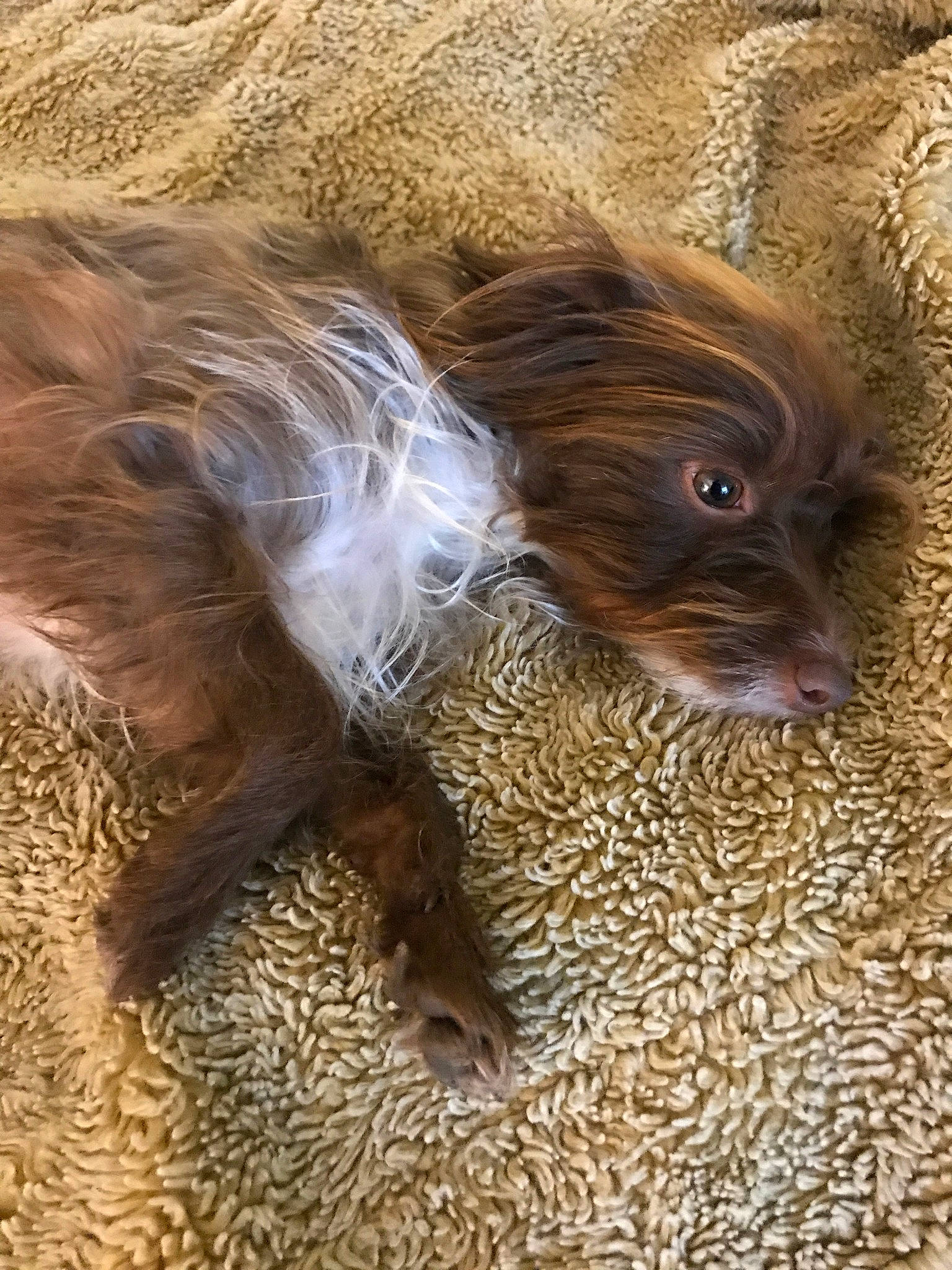 Zimba is registered to the contest to win money with this photo: canidae, carnivore, dog, dog_breed, fawn, fur, liver, puppy, sporting_group