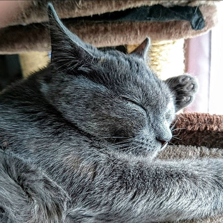 Bella a rejoint le concours — aidez-le/la à gagner de superbes lots ! carnivore, cat, cat_supply, claw, comfort, domestic_short_haired_cat, ear, felidae, fur, grey, monochrome_photography, nap, paw, russian_blue, small_to_medium_sized_cats, snout, tail, terrestrial_animal, whiskers