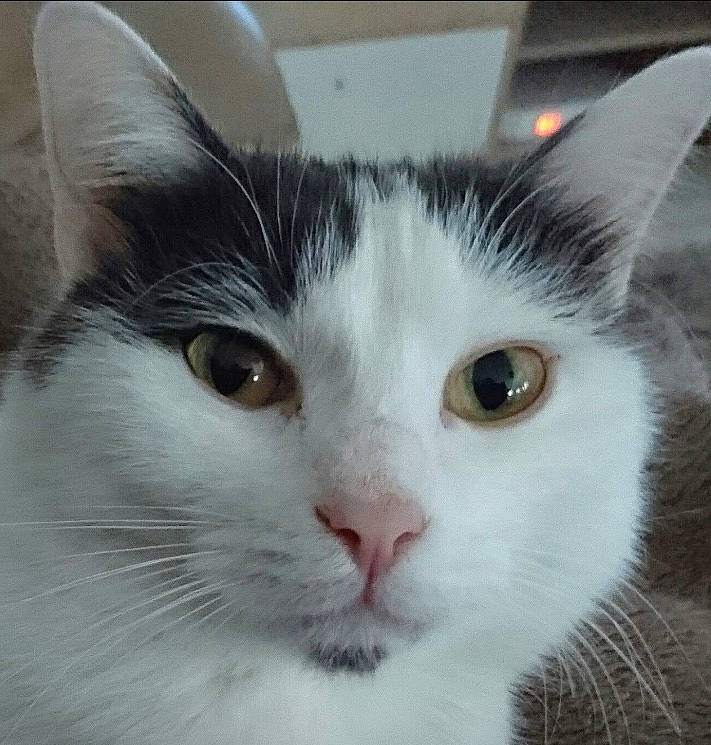 Bébé participe au concours pour gagner de l'argent avec cette photo : carnivore, cat, domestic_short_haired_cat, eye, felidae, fur, head, small_to_medium_sized_cats, snout, whiskers, window