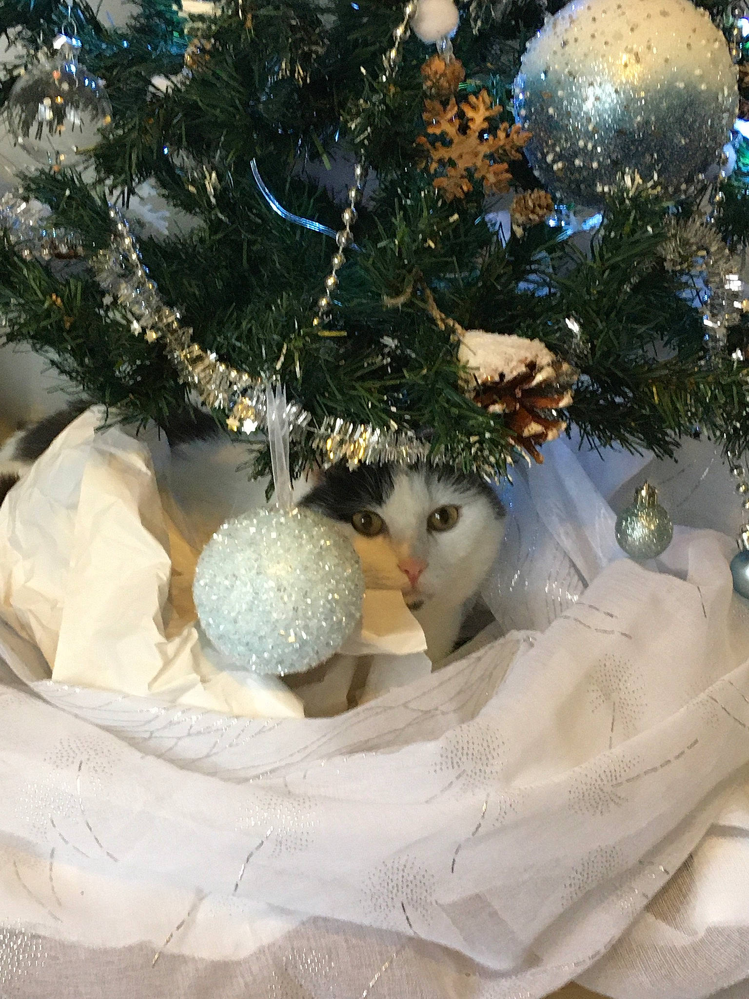 Bébé a rejoint le concours — aidez-le/la à gagner de superbes lots ! branch, christmas, christmas_decoration, christmas_eve, christmas_ornament, christmas_tree, conifer, event, evergreen, grass, holiday, holiday_ornament, ornament, plant, toy, tree, twig, winter, wood, woody_plant