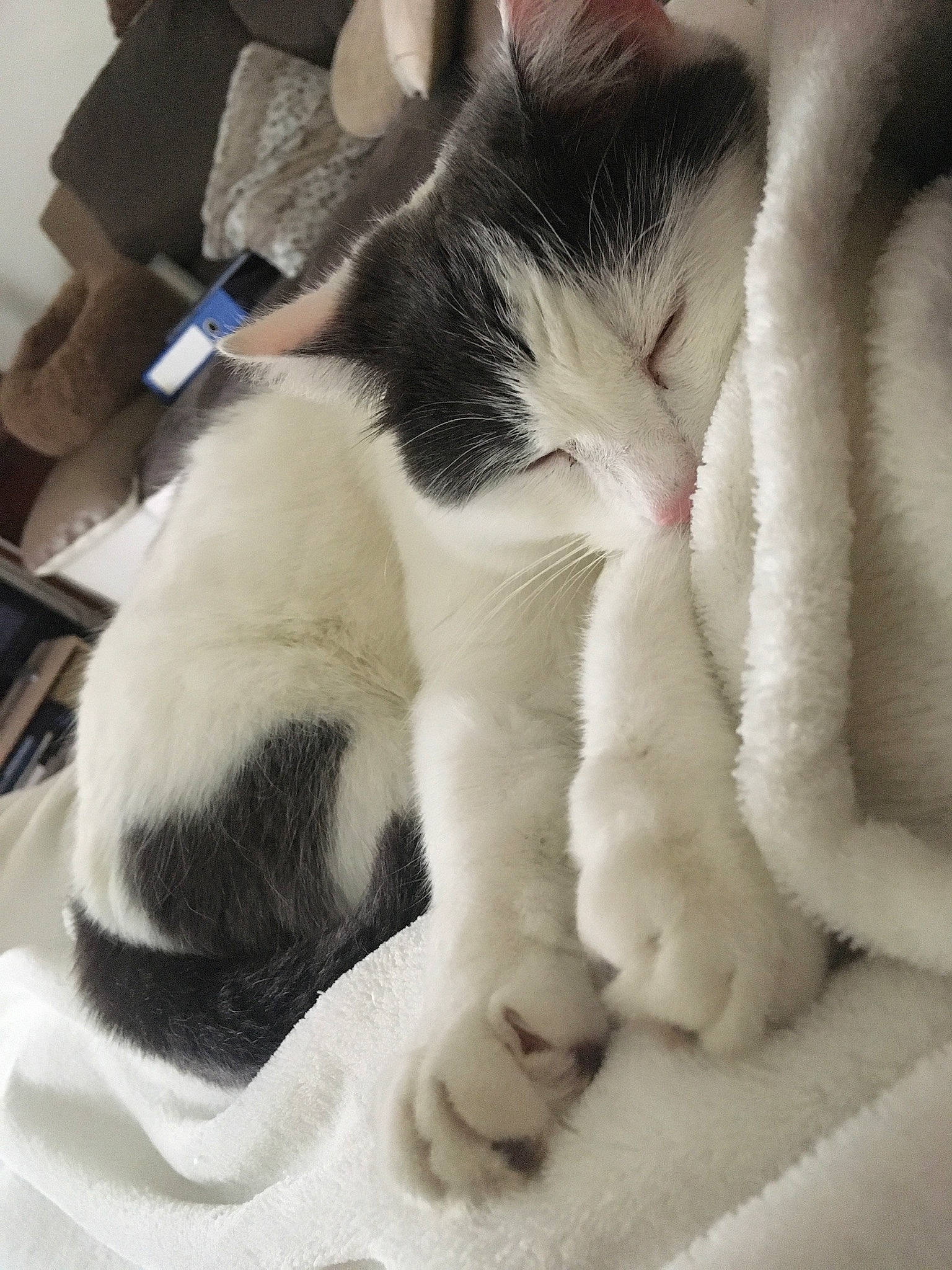 Bébé participe au concours pour gagner de l'argent avec cette photo : canidae, carnivore, cat, claw, comfort, domestic_short_haired_cat, felidae, fur, linens, nap, paw, sleep, small_to_medium_sized_cats, snout, tail, whiskers