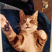 Ray Ray is registered to the contest to win money with this photo: cat, tabby, surprised, wide_eyes, paws_up, lying_down, blanket, blue, indoor, pet, fur, whiskers, toy, can, carpet, close_up, cute, domestic, animal, relaxed