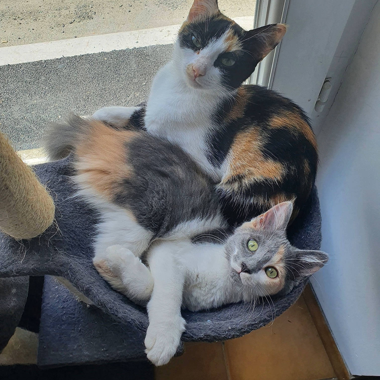 Léxa participe au concours pour gagner de l'argent avec cette photo : carnivore, cat, claw, comfort, domestic_short_haired_cat, felidae, fur, grey, metal, paw, road_surface, small_to_medium_sized_cats, snout, tail, vertebrate, whiskers