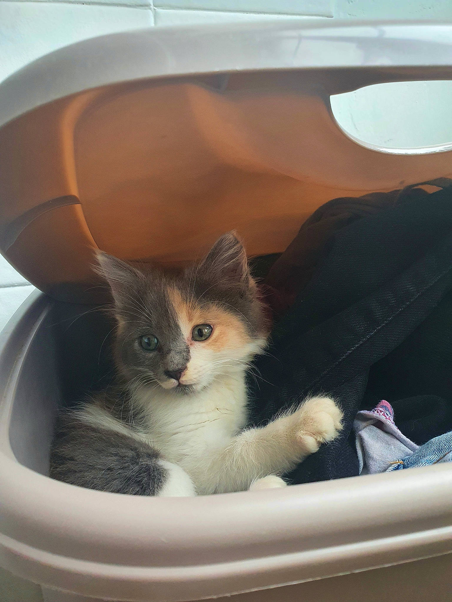 Léxa a rejoint le concours — aidez-le/la à gagner de superbes lots ! automotive_design, automotive_exterior, automotive_window_part, box, carnivore, cat, comfort, domestic_short_haired_cat, fawn, felidae, fur, motor_vehicle, small_to_medium_sized_cats, tail, vehicle, vehicle_door, whiskers, white, window, windshield