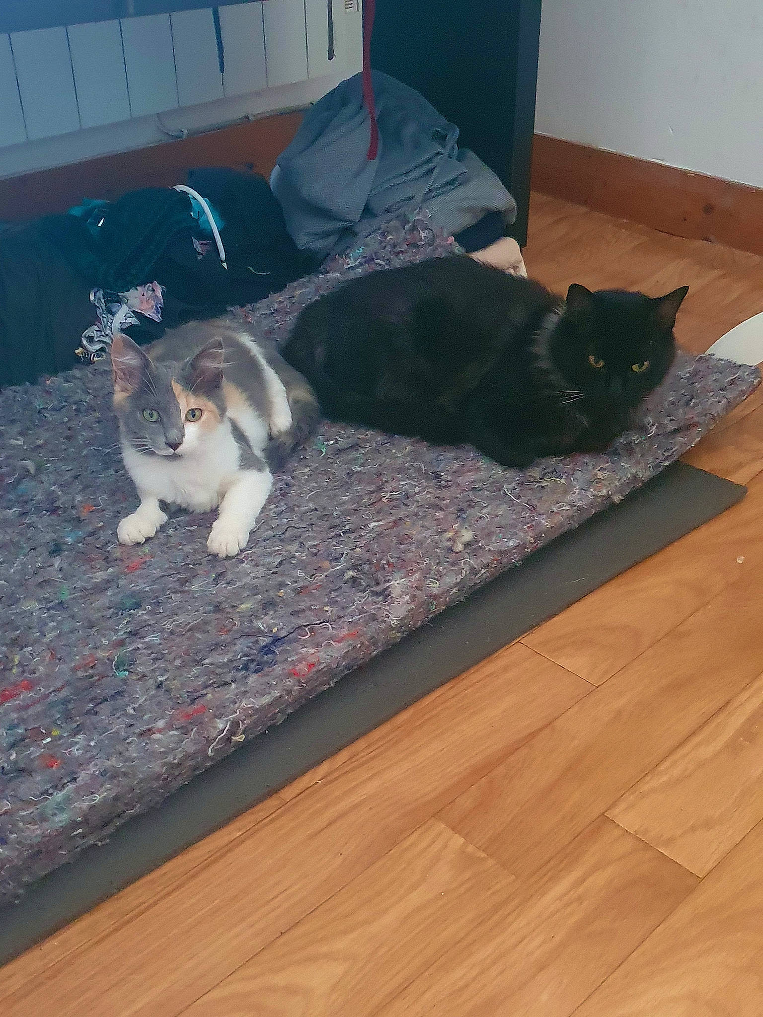 Léxa a rejoint le concours — aidez-le/la à gagner de superbes lots ! brown, carnivore, cat, comfort, dog_breed, door_mat, felidae, floor, flooring, fur, grey, hardwood, laminate_flooring, room, small_to_medium_sized_cats, tail, whiskers, wood, wood_flooring, wood_stain