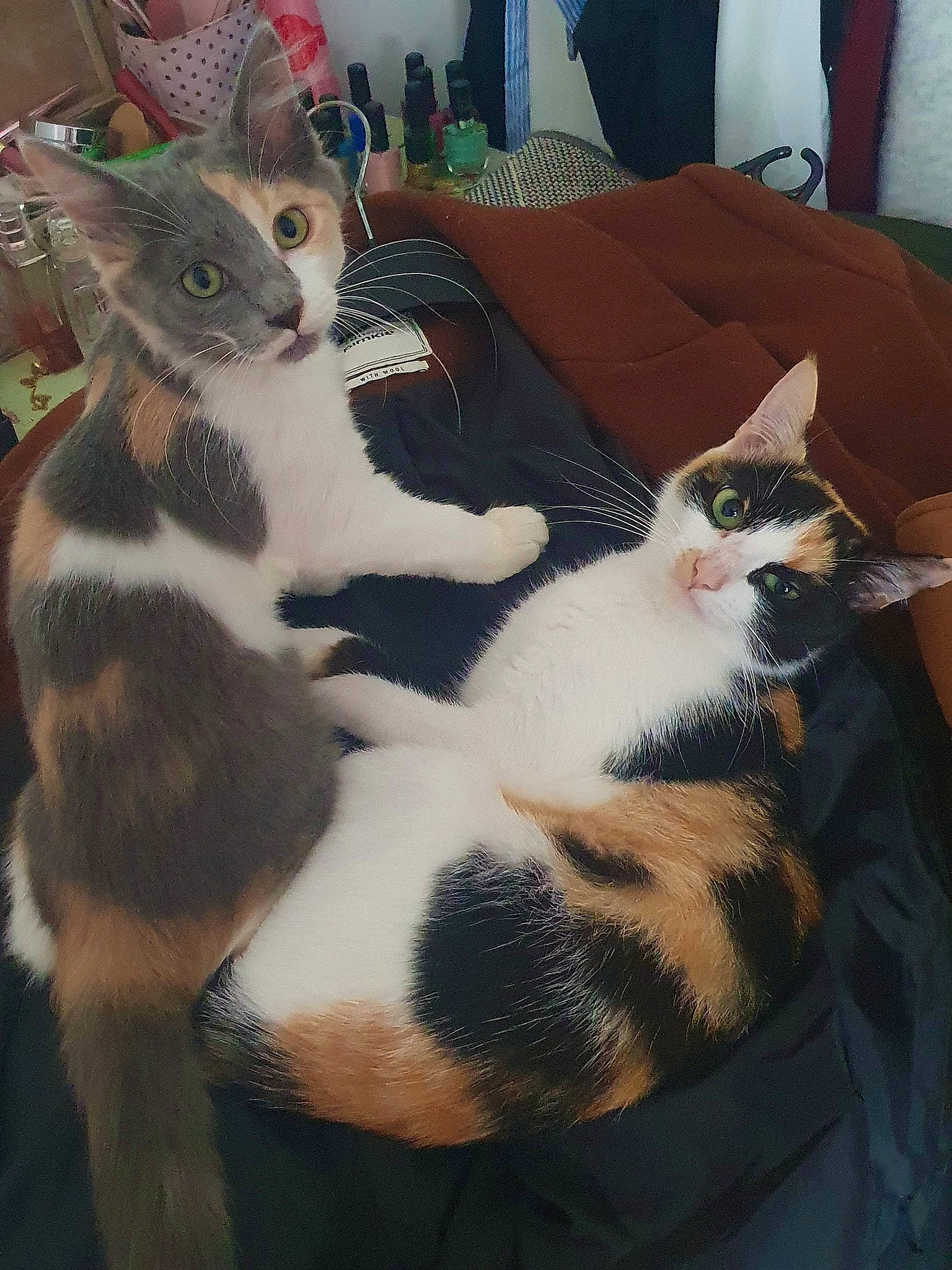 Léxa a rejoint le concours — aidez-le/la à gagner de superbes lots ! carnivore, cat, claw, comfort, domestic_short_haired_cat, felidae, fur, lap, mammal, pattern, paw, photo_caption, small_to_medium_sized_cats, snout, tail, whiskers