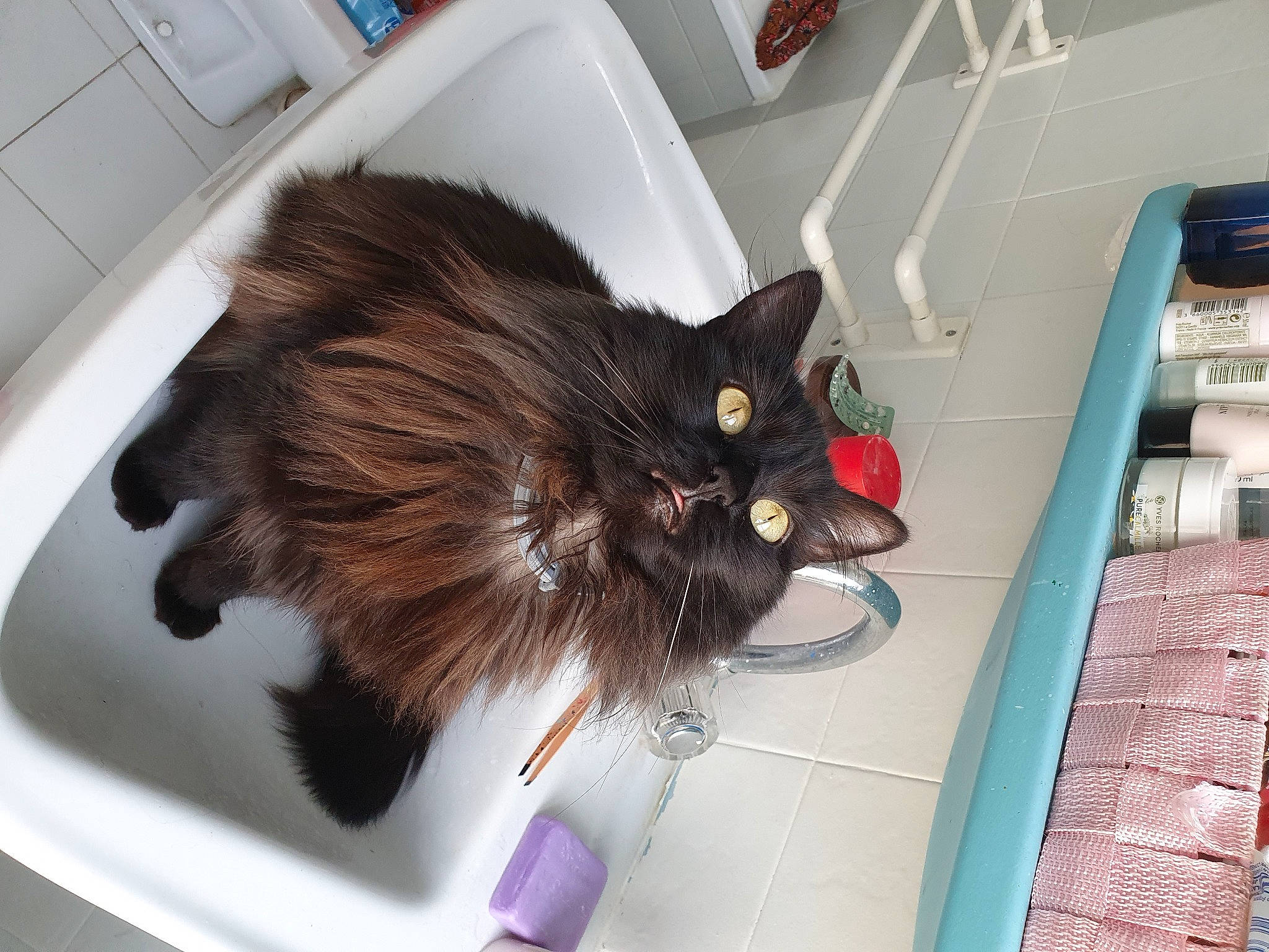 Ayaka participe au concours pour gagner de l'argent avec cette photo : black_cat, carnivore, cat, claw, domestic_long_haired_cat, domestic_short_haired_cat, ear, fawn, felidae, fur, kitten, norwegian_forest_cat, ragamuffin, small_to_medium_sized_cats, tail, whiskers