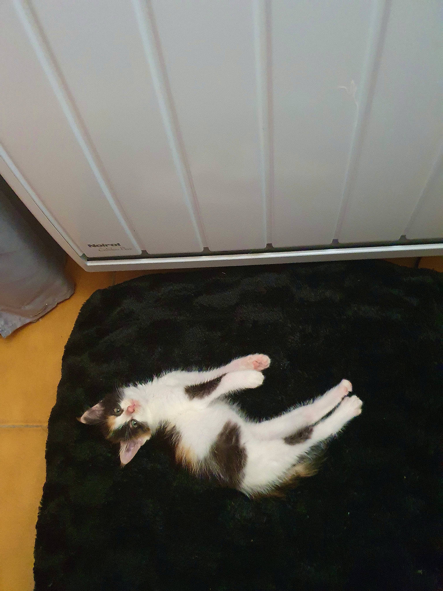 Isana a rejoint le concours — aidez-le/la à gagner de superbes lots ! canidae, carnivore, cat, felidae, floor, flooring, fur, leg, room, small_to_medium_sized_cats, tail, whiskers, wood