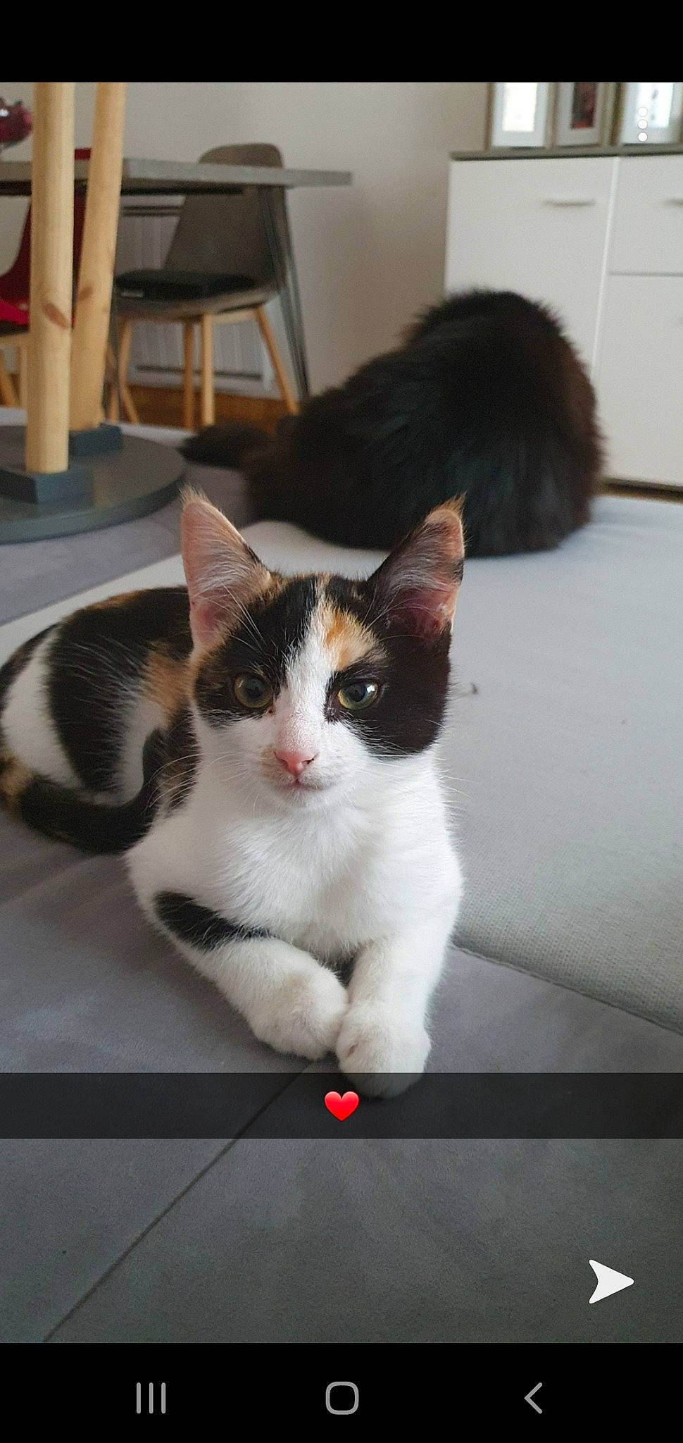 Isana a rejoint le concours — aidez-le/la à gagner de superbes lots ! carnivore, cat, felidae, floor, flooring, foot, fur, paw, small_to_medium_sized_cats, snout, tail, vertebrate, whiskers