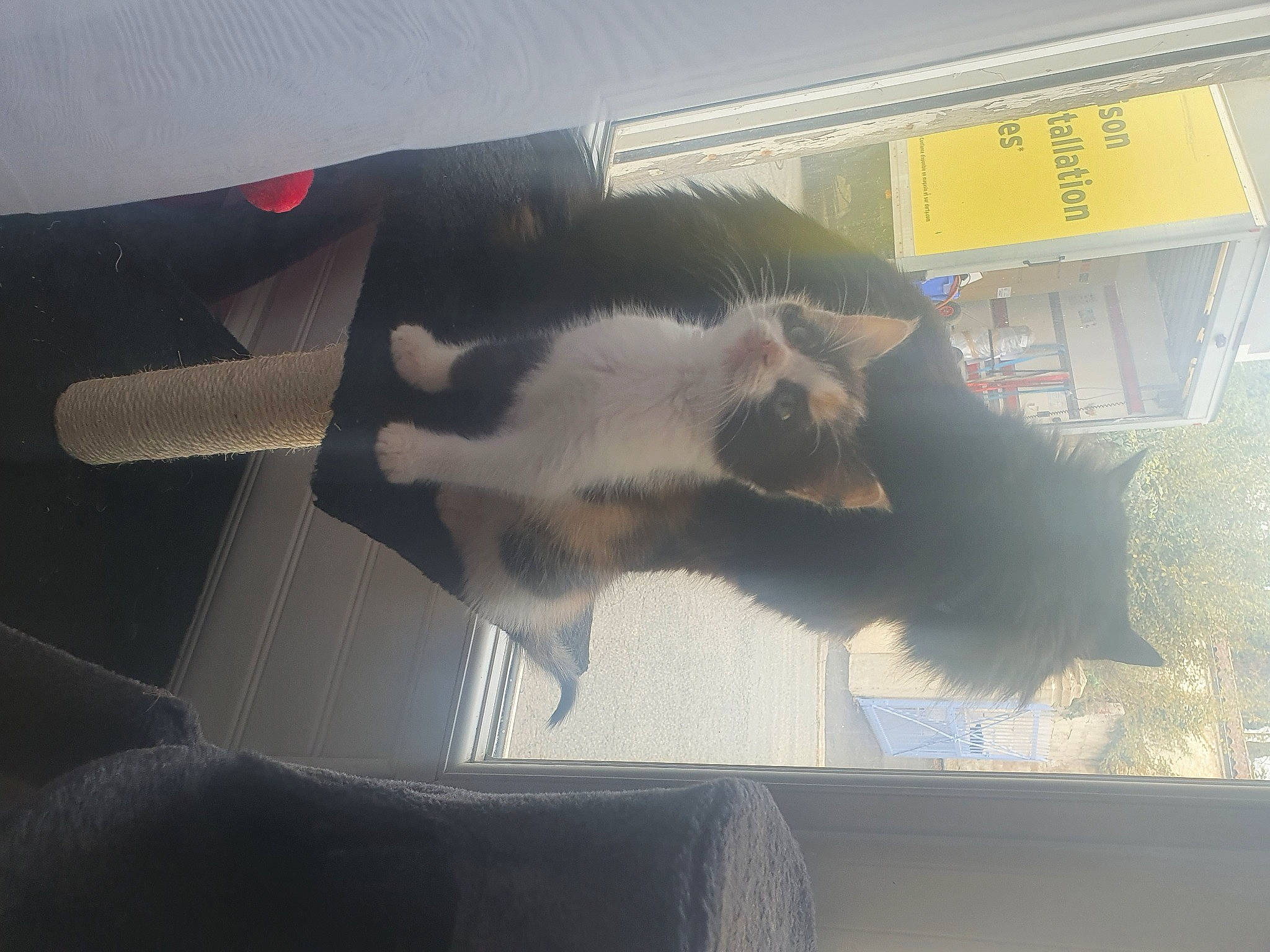 Isana participe au concours pour gagner de l'argent avec cette photo : border_collie, canidae, carnivore, snout, tail, window