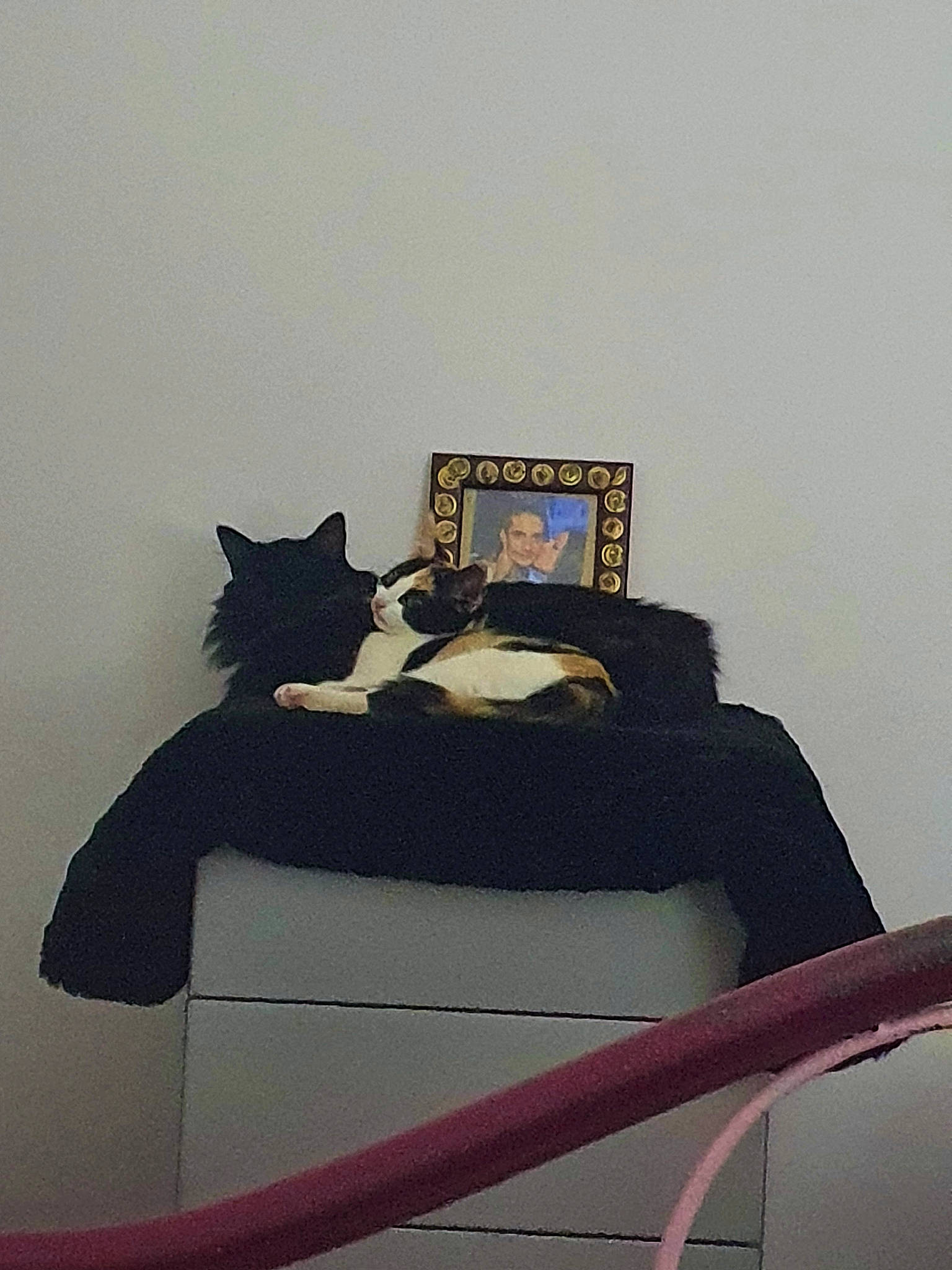 Ayaka Et Isana a rejoint le concours — aidez-le/la à gagner de superbes lots ! black_cat, carnivore, cat, domestic_short_haired_cat, felidae, painting, picture_frame, small_to_medium_sized_cats, tail, whiskers