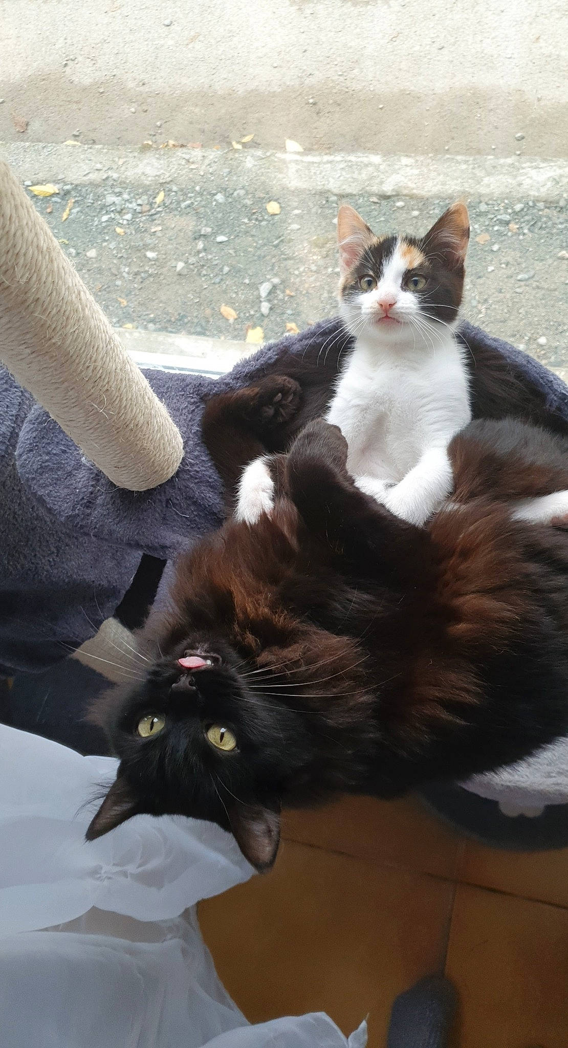 Ayaka Et Isana participe au concours pour gagner de l'argent avec cette photo : black_cat, carnivore, cat, domestic_short_haired_cat, felidae, fur, small_to_medium_sized_cats, snout, tail, vertebrate, whiskers