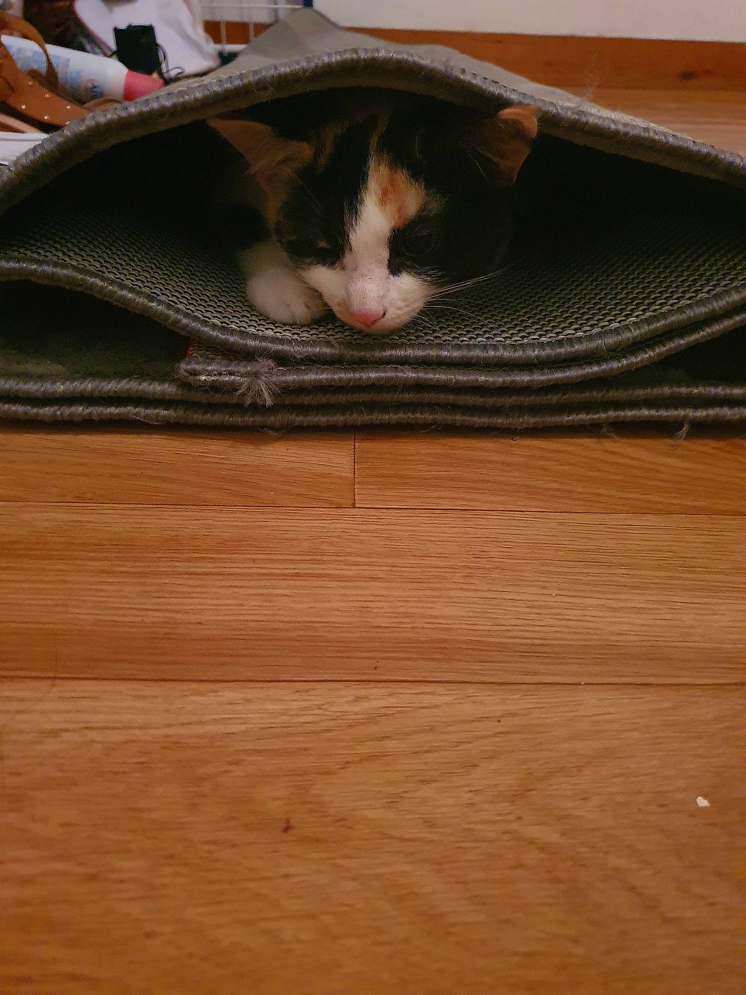 Ayaka Et Isana participe au concours pour gagner de l'argent avec cette photo : beige, brown, carnivore, cat, comfort, domestic_short_haired_cat, fawn, felidae, hardwood, laminate_flooring, plank, plywood, small_to_medium_sized_cats, tan, vertebrate, whiskers, wood, wood_flooring, wood_stain