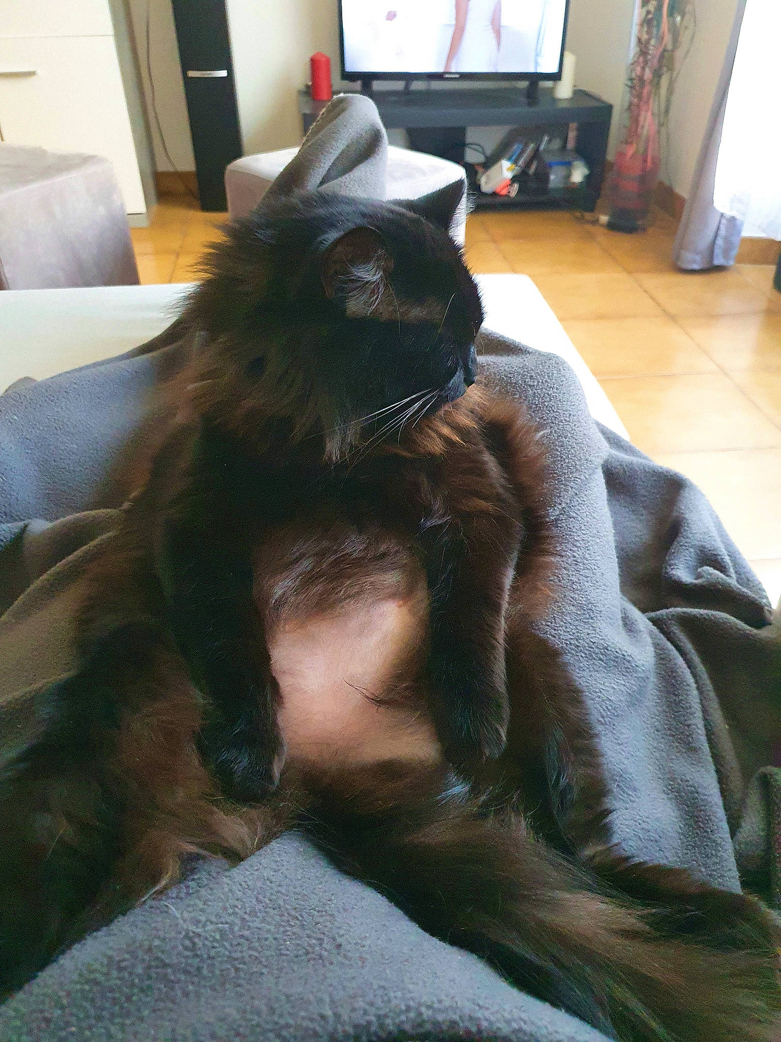 Ayaka Et Isana a rejoint le concours — aidez-le/la à gagner de superbes lots ! black_cat, carnivore, cat, comfort, display_device, felidae, flat_panel_display, floor, flooring, fur, home, interior_design, lamp, liver, living_room, room, small_to_medium_sized_cats, snout, terrestrial_animal