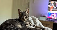 Arlo participe au concours pour gagner de l'argent avec cette photo : animal, blanket, cat, cozy, cute, domestic_cat, ears, feline, fur, home, indoor, living_room, pet, relaxed, resting, sleepy, soft_texture, tabby, tail, whiskers