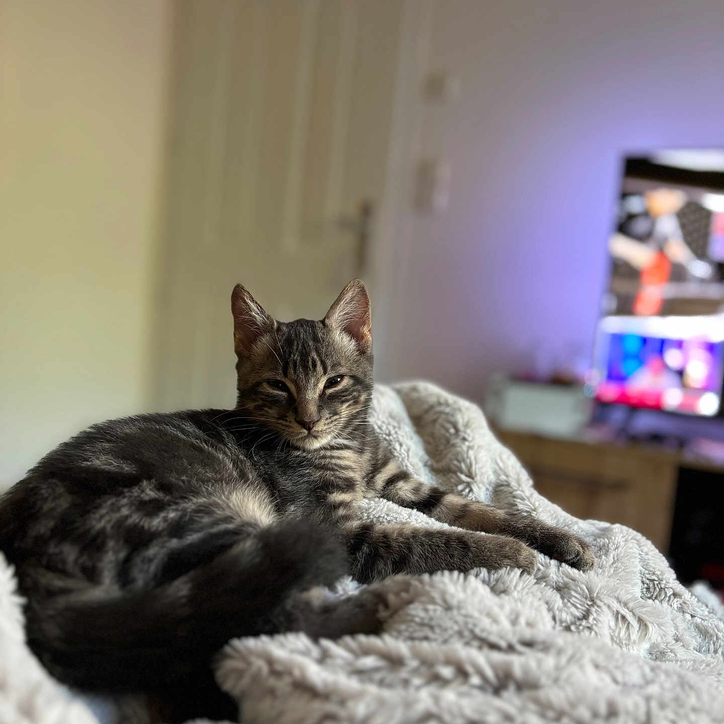 Arlo participe au concours pour gagner de l'argent avec cette photo : cat, tabby, feline, pet, indoor, blanket, cozy, relaxed, sleepy, fur, animal, home, living_room, soft_texture, resting, cute, domestic_cat, whiskers, ears, tail