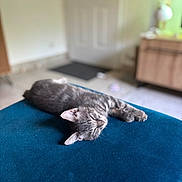 Arlo a rejoint le concours — aidez-le/la à gagner de superbes lots ! cat, tabby, sleeping, indoor, blue_furniture, cozy, feline, pet, resting, blurred_background, door, wooden_furniture, calm, relaxed, animal, mammal, cute, soft_texture, domestic_cat, fur