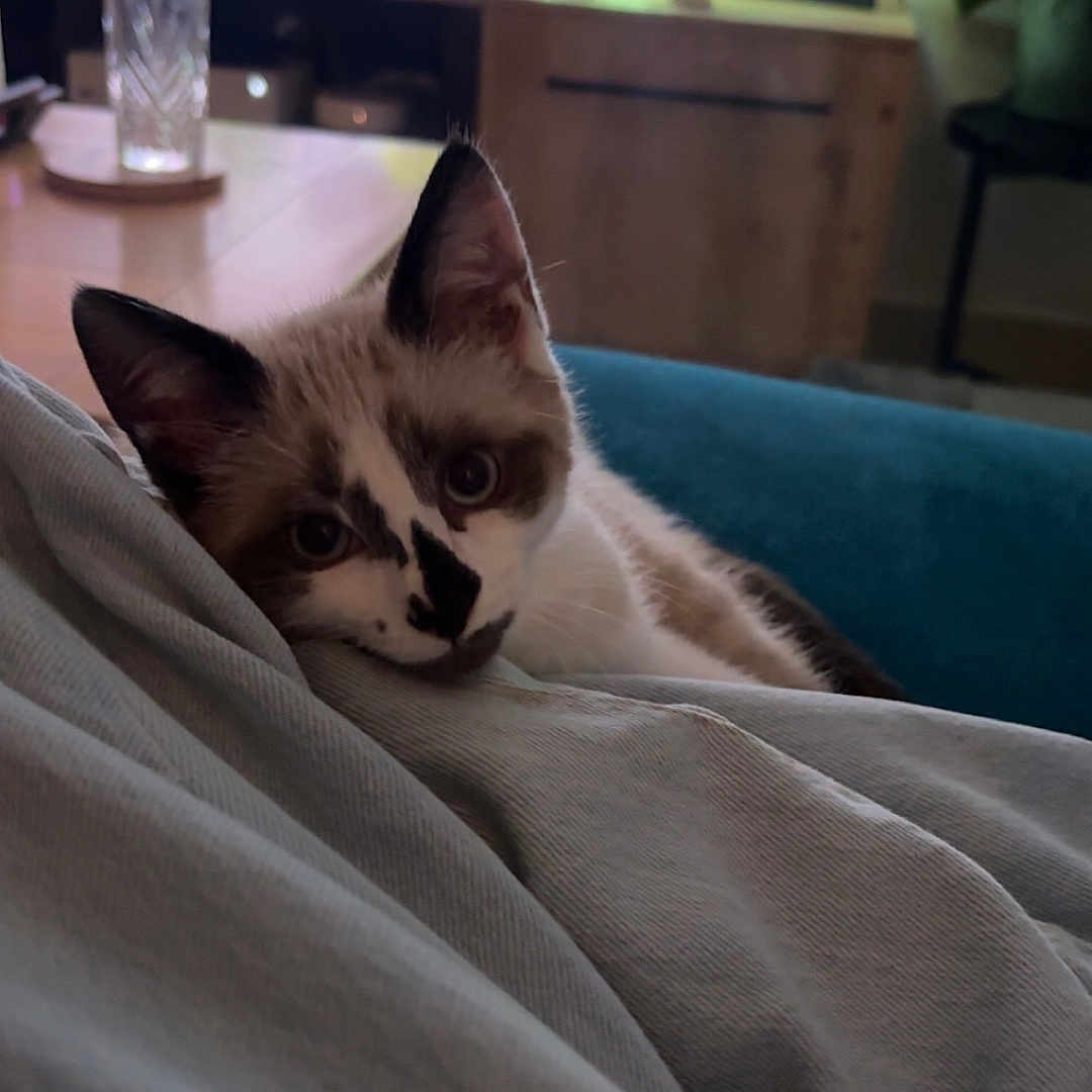 Némo participe au concours pour gagner de l'argent avec cette photo : cat, pet, indoor, couch, person, lap, television, glass, table, plant, furniture, home, relaxing, curious, animal, brown, white, face, ears, eyes