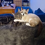 Némo a rejoint le concours — aidez-le/la à gagner de superbes lots ! cat, tabby_cat, kitten, pet, feline, snuggling, couch, living_room, furniture, plant, television, remote_control, blanket, cozy, indoor, animal, cute, companion, resting, domestic