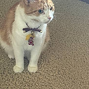 Phoenix is registered to the contest to win money with this photo: cat, orange_and_white, collar, paw_print_tag, carpet, indoor, pet, feline, fur, whiskers, ears, sitting, alert, domestic_cat, animal, cute, companion, curious, looking_away, close_up