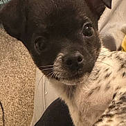Boogie joined the competition — help win amazing prizes! puppy, dog, black_and_white, close_up, pet, whiskers, carpet, blanket, indoors, cute, fur, ears, face, young, animal, companion, resting, curious, snout, soft