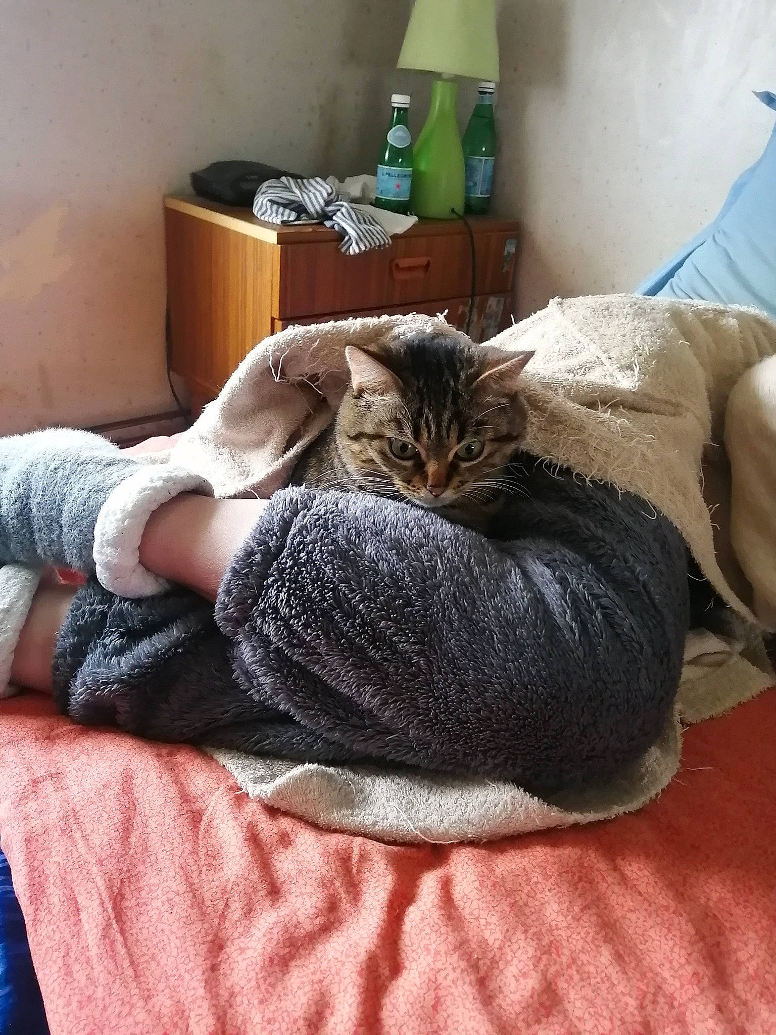 Aika a rejoint le concours — aidez-le/la à gagner de superbes lots ! bed, bed_sheet, bedding, carnivore, cat, comfort, domestic_short_haired_cat, felidae, foot, fur, grey, hardwood, human_leg, linens, nap, room, small_to_medium_sized_cats, textile, whiskers, wood