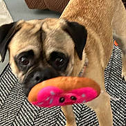 Gus joined the competition — help win amazing prizes! dog, toy, indoor, carpet, brown_dog, pet, animal, closeup, playful, floor, collar, ears, eyes, mouth, standing, furniture, household, patterned_rug, curious, canine