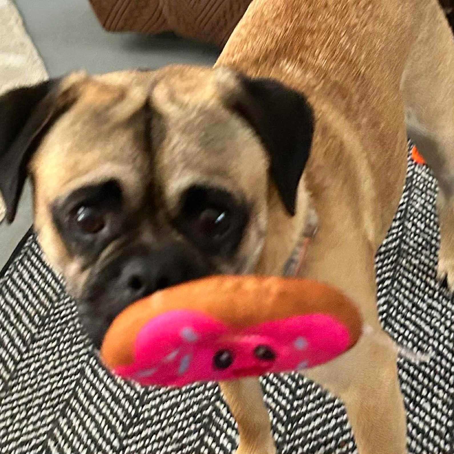 Gus joined the competition — help win amazing prizes! animal, brown_dog, canine, carpet, closeup, collar, curious, dog, ears, eyes, floor, furniture, household, indoor, mouth, patterned_rug, pet, playful, standing, toy