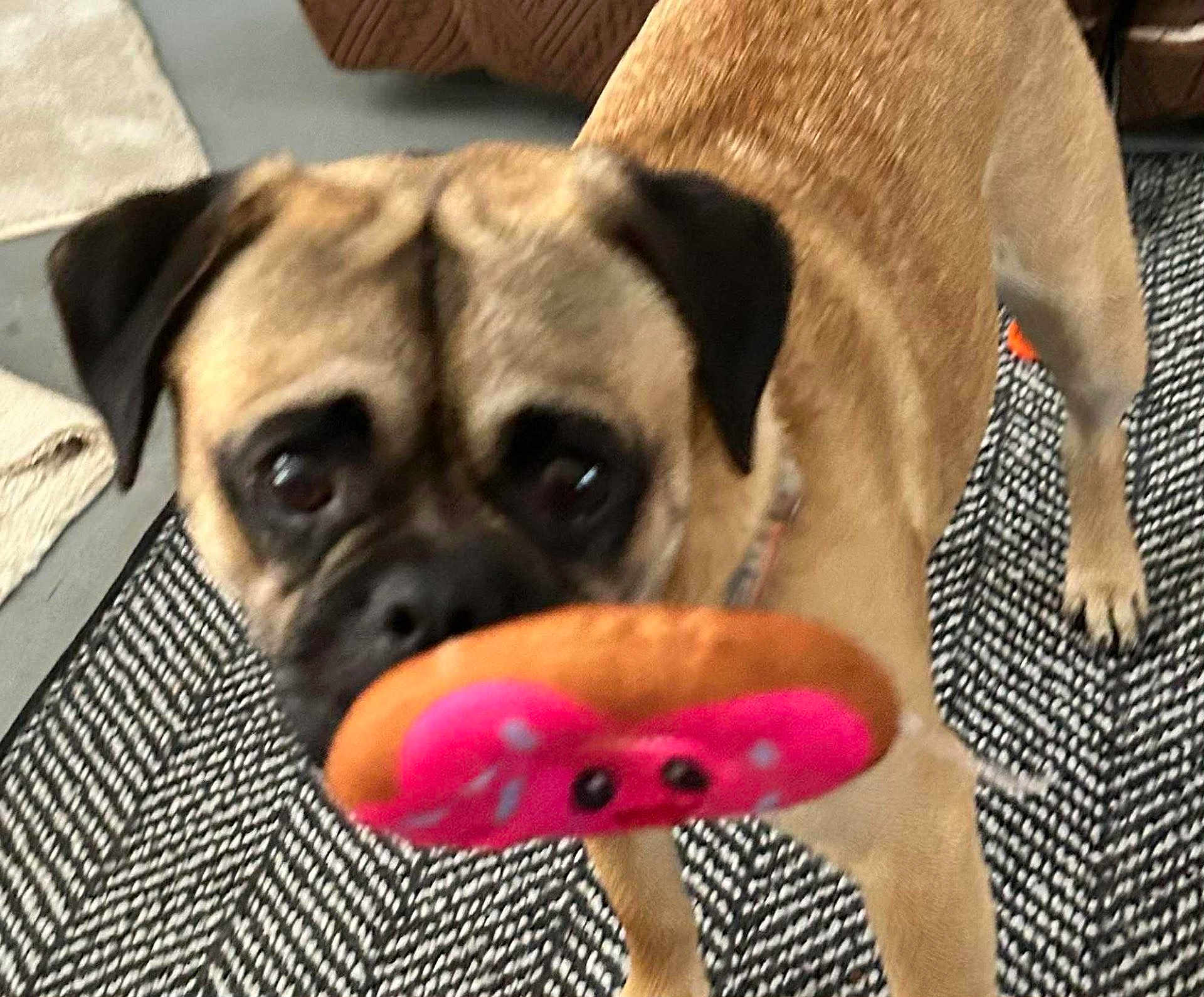Gus